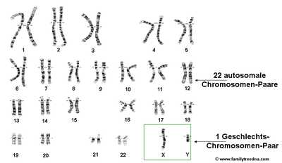 22 autosomale Chromosomen-Paare und ein Geschlechts-Chromosomen-Paar