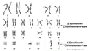 22 autosomale Chromosomen-Paare und ein Geschlechts-Chromosomen-Paar