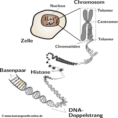 Schematische Darstellung von DNA, Chromosomen und Zelle