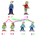 Vererbung des Geschlechts-Chromosomen-Paar