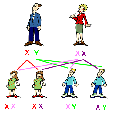 Vererbung des Geschlechts-Chromosomen-Paar