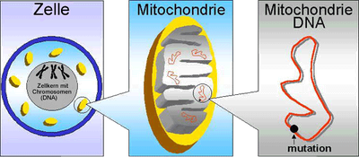 Mutation der Mitochondrien-DNA