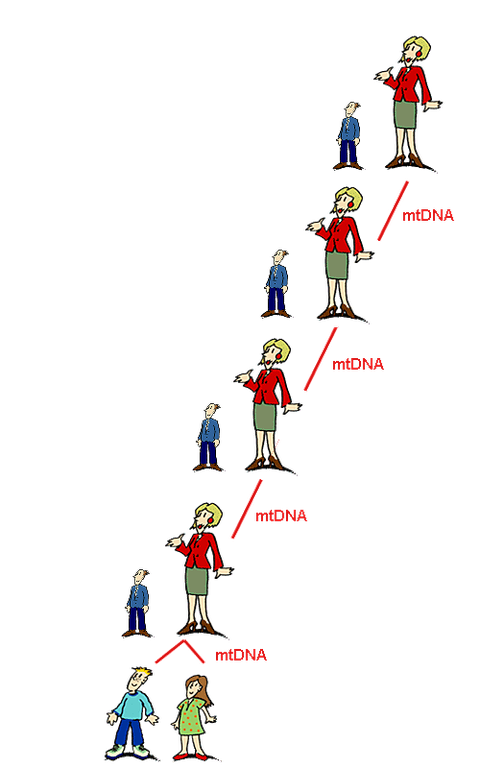 Vererbung der müttlerlichen DNA