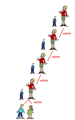 Vererbung der müttlerlichen DNA