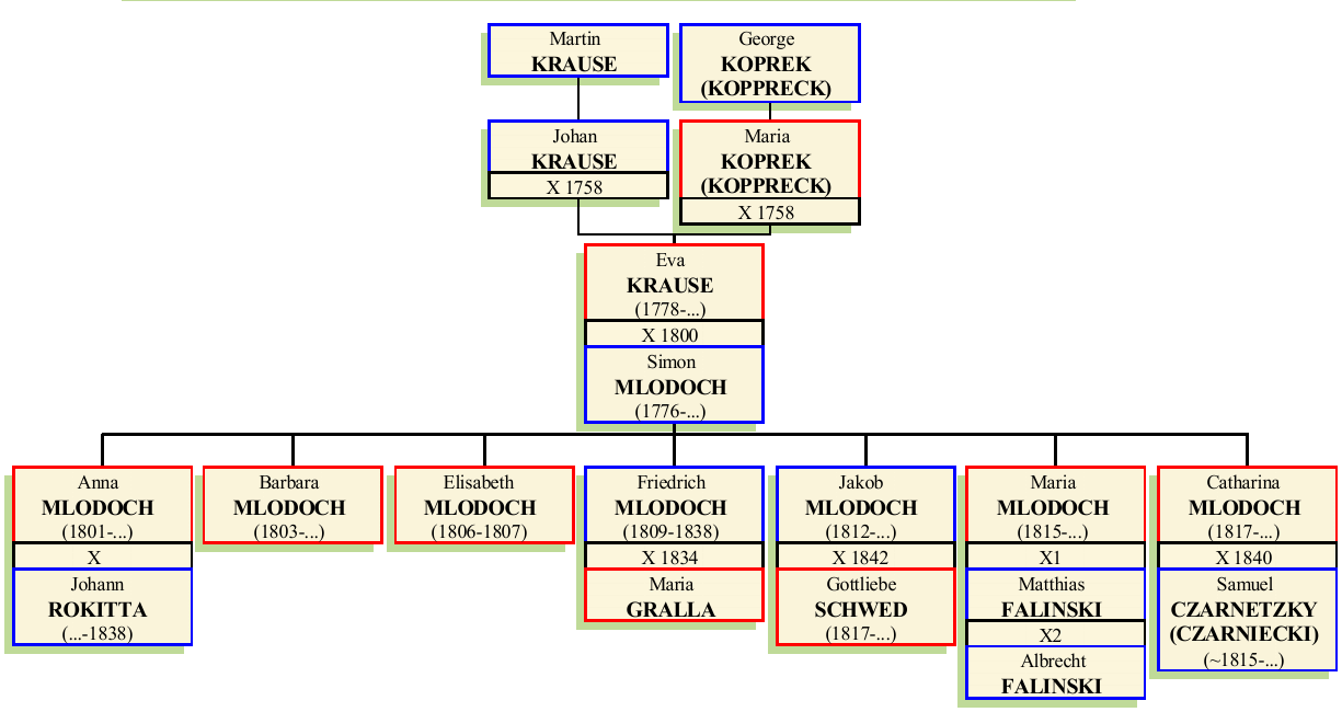 Stammbaum von Eva